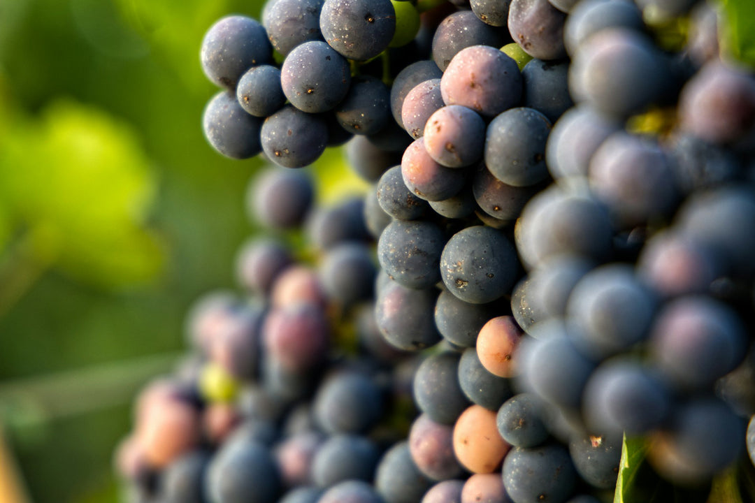 Grapes in Farms of CASA LOCÈ